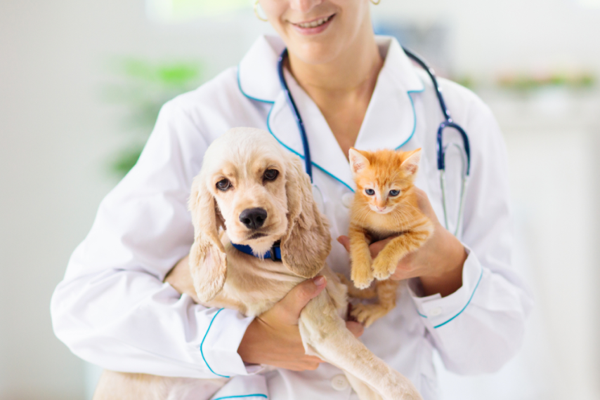 The Benefits of Relief Veterinary Work | The VetTemps